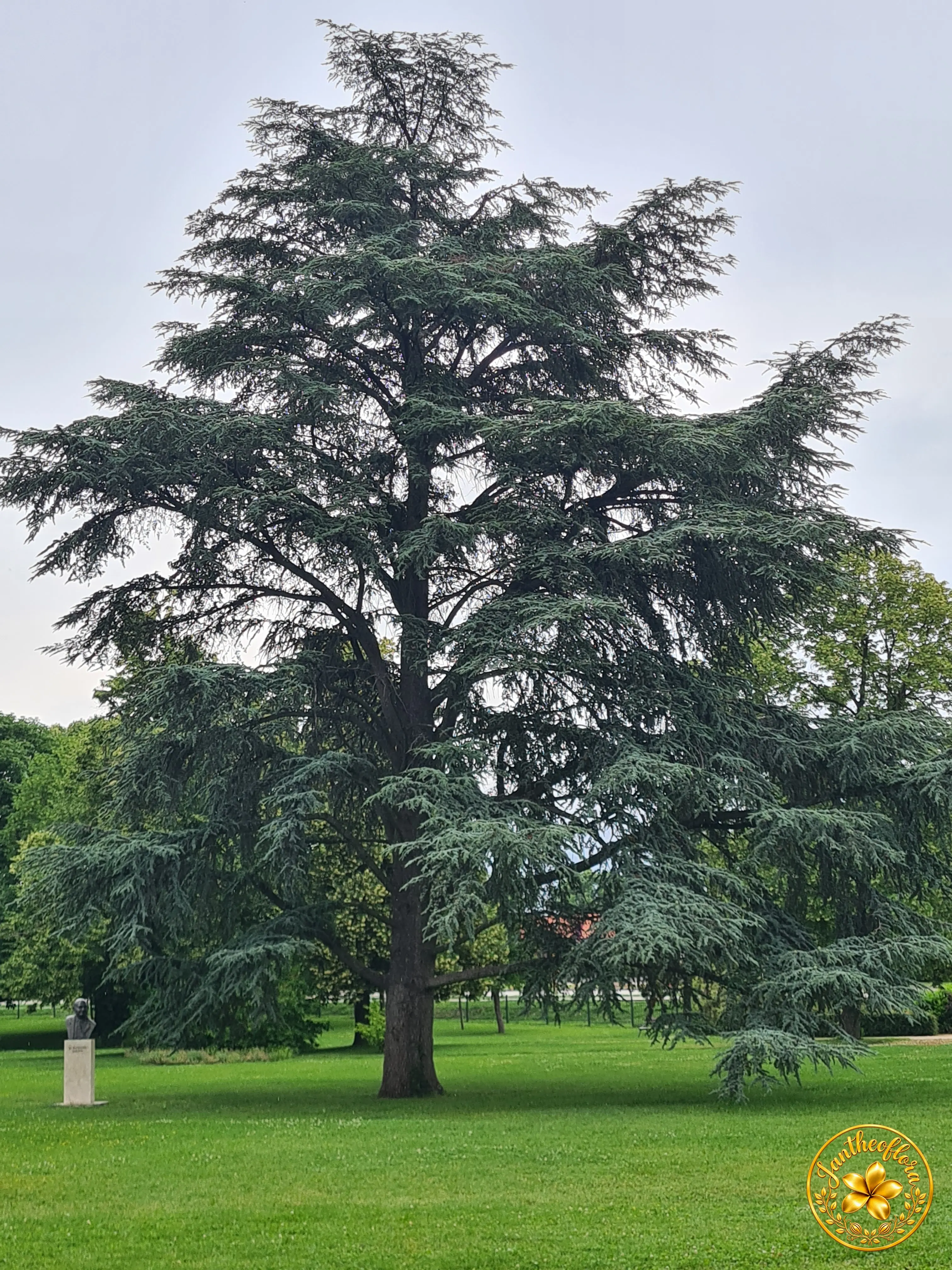 A Cédrus fa