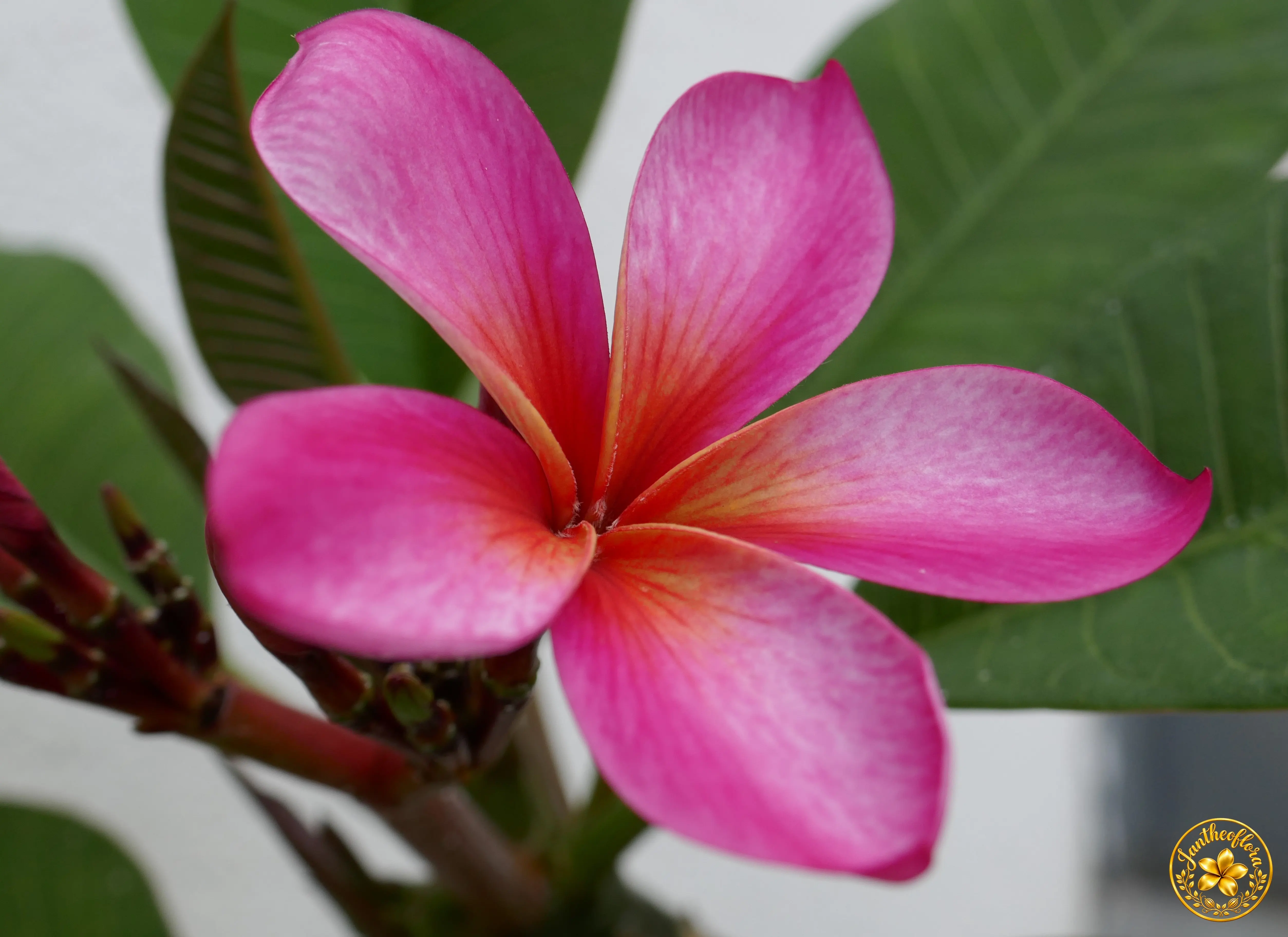 Rózsaszín Frangipani