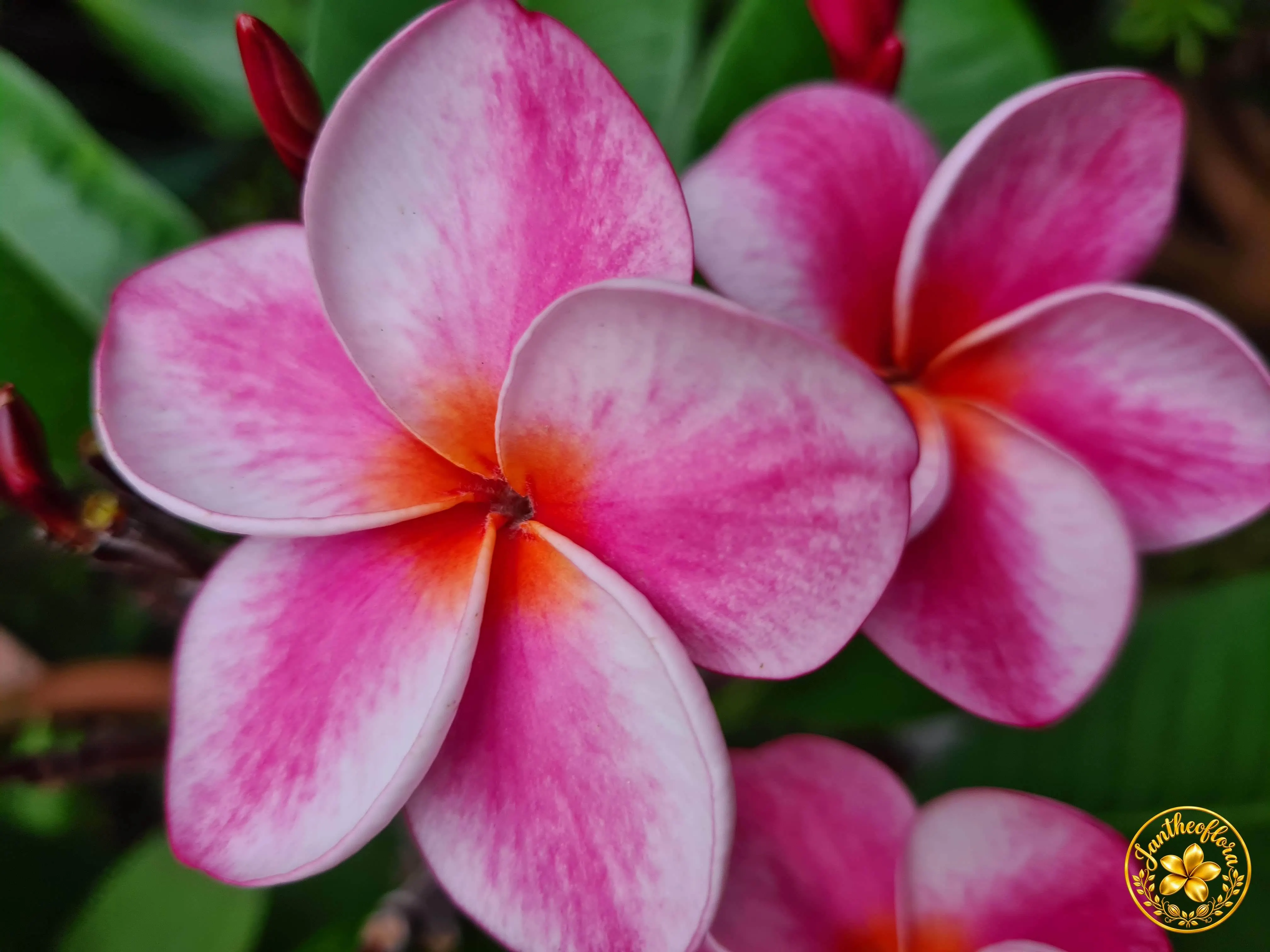 Frangipani